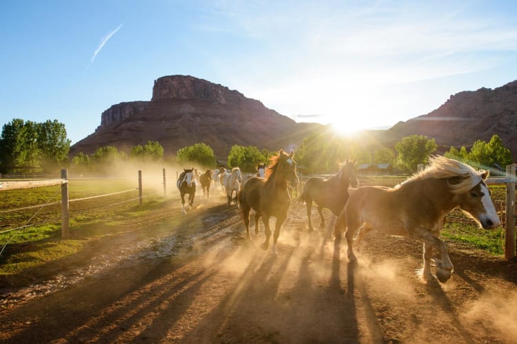 Horse herd heads to pasture